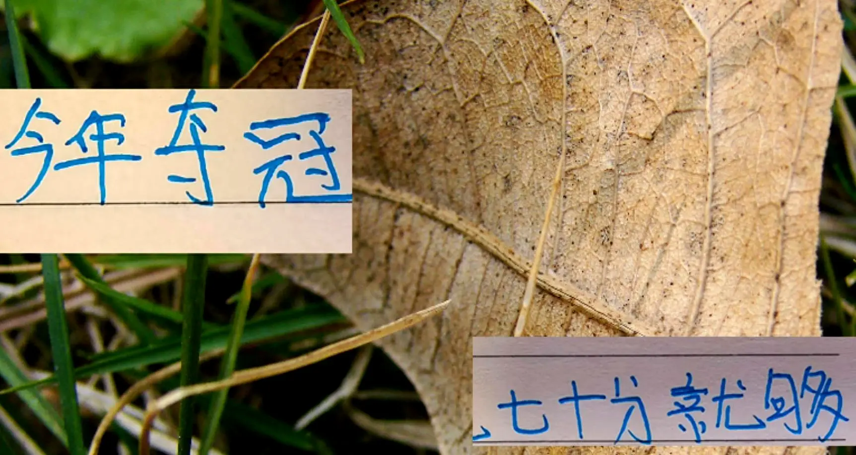 的舞台上